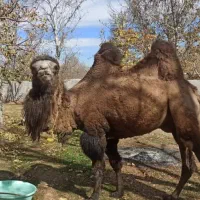 شتر دو کوهان|حیوانات مزرعه|کهریزک, |دیوار