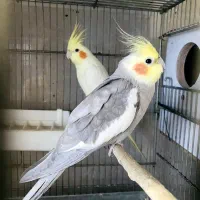 عروس|پرنده|پاوه, |دیوار