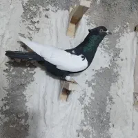 کبوتر سینه سیاه