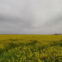 بذر.درجه یک