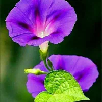 ساخت انواع کاردستی با قیمت مناسب امیدیه