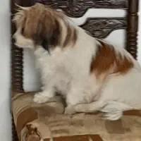 واگذاری دوتا سگ نر و یک ماده