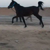 کره کیسان سیاه کیسان جهاندیده معاوضه هم میکنم