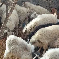 کهره بره چپش|حیوانات مزرعه|ارزوئیه, |دیوار