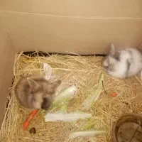 فروش دو عدد خرگوش