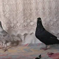 کبوتر رنگی|پرنده|حمیدیه, |دیوار