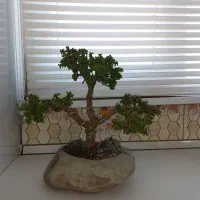 بونسای جید مینیاتور