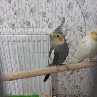 یه جفت عروس هلندی|پرنده|بروجن, |دیوار