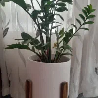 گل زاموفیلانگهداری بی دردسرباگلدان وپایه چوبی