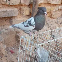 کبوتر کله سرکه ای|پرنده|مرودشت, ثبت احوال|دیوار