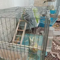 عروس هلندی|پرنده|جوانرود, |دیوار