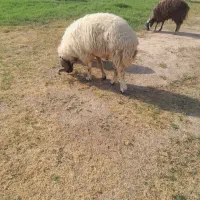 گله میش ۱۳۵ تایی|حیوانات مزرعه|شیراز, شاهچراغ|دیوار