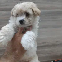 پودل مالتیپو پامر شیتزو مالتیز تریر|سگ|تهران, پاسداران|دیوار
