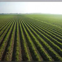 زمین کشاوزی هشتبندی