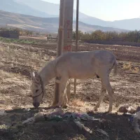 نر الاغ|حیوانات مزرعه|قزوین, |دیوار