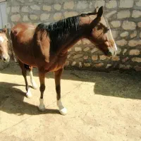 مادیون کرد|اسب و تجهیزات اسبسواری|کوهدشت, |دیوار