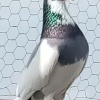 کبوتر پرشی|پرنده|آمل, |دیوار