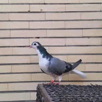 کبوتر دمگیر|پرنده|اصفهان, ستار|دیوار