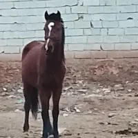 اسب نریان شش دانگ با رقص و بازی پای زیبا