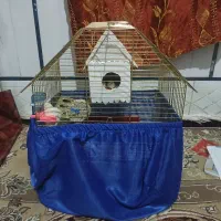 فنچ مولد آواز خون