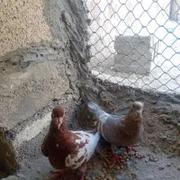 هرمزگان بخش مهران پدل و لمزان روستای هیرو|پرنده|بستک, |دیوار
