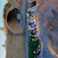 یک کوله کفترعطیقه پرشی وبازیکن