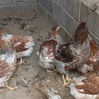 مرغ وخروس ویاندوت|حیوانات مزرعه|خسروشاه, |دیوار