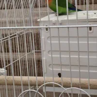 یک جفت کوتوله برزیلی مولد با تخم