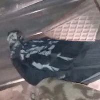 کبوتر پلاکی و کله برنجی