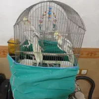 عروس هلندی خوش ذوق سخنگو|پرنده|قیدار, |دیوار