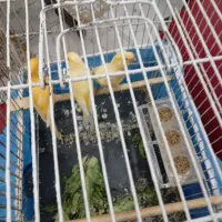 سه تا قناری دو نر یکی ماده