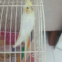 عروس هلندی  نر