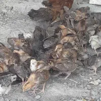 جوجه گلپایگانی ۳۰روزه