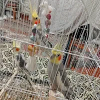 پرنده‌ عروس‌ هلندی