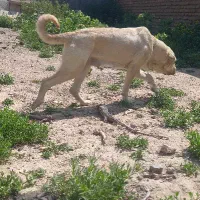 سگ دو رگه|سگ|نیر (اردبیل), |دیوار