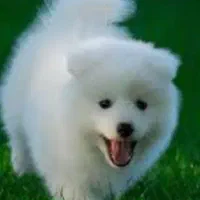 یک جفت سگ پامرین اشپیتز