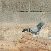 فروش یک جفت سبز ترکیه ی عالی و بزن ماده دیوانه