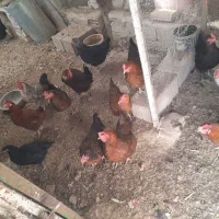 مرغ تخمی|حیوانات مزرعه|قائن, |دیوار