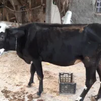 گاو سیمینتال اصل با گوساله