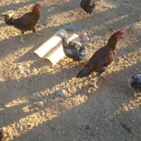 مرغ گلین|حیوانات مزرعه|محمدیه-قزوین, |دیوار