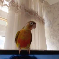 گرینچیک دونخور دستی