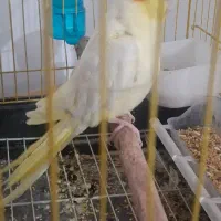 عروس هلندی|پرنده|بندرعباس, |دیوار