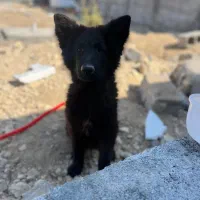 سگ‌ نژاد ژرمن