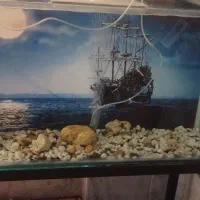 فروش|ماهی|شهرضا, |دیوار