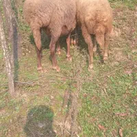 گوسفند|حیوانات مزرعه|سیاهکل, |دیوار