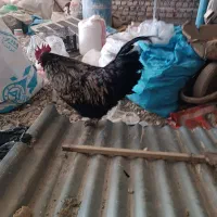 مرغ و خروس امروک و استرالپ