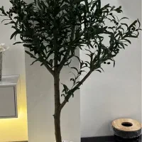 درخت زیتون با ۱۴ شاخه وارداتی زیتون با تنه طبیعی