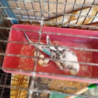 دوتا مرغ عشق مولد با تخم و قفس|پرنده|رباطکریم, الارد|دیوار