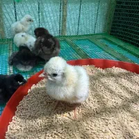 جوجه لهستانی ایام سمانی برهما