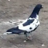 کفتر افغانی دم سفید